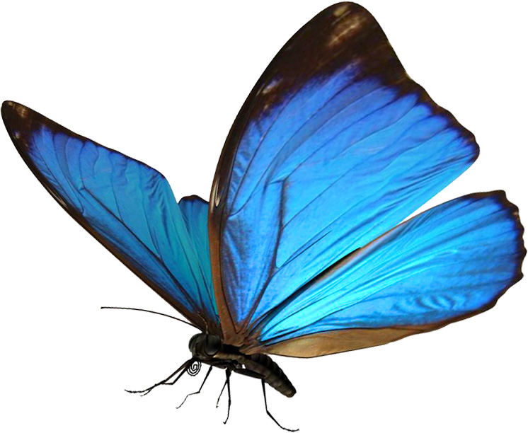 Полет Бабочки – Эротические Сцены