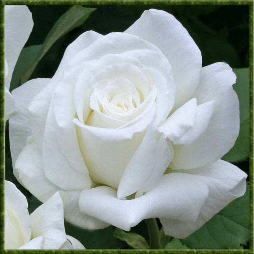 Чайная роза белого цвета