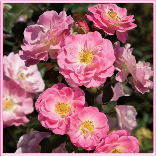 фото ветки розовых роз