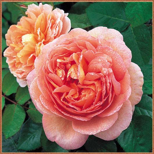 Фото прекрасных роз
