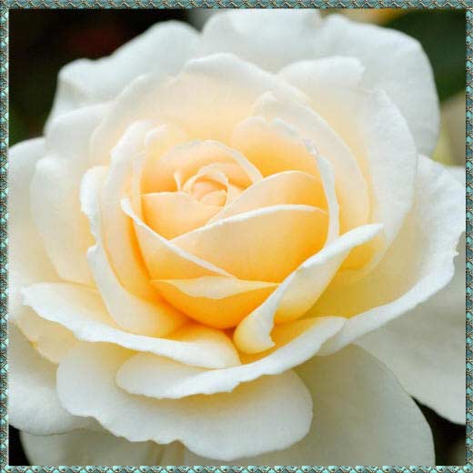 Фото большой кремовой розы