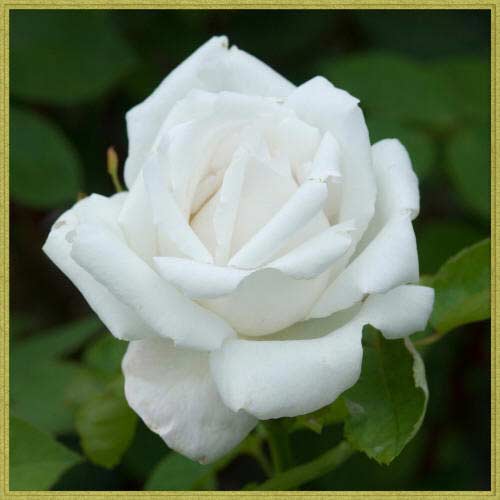 Роза ремонтантная белая. Супер фотка!