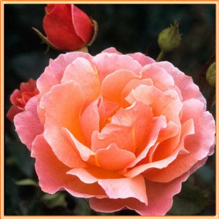 фото персиковой розы
