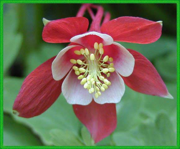 фото красного цветка аквилегии