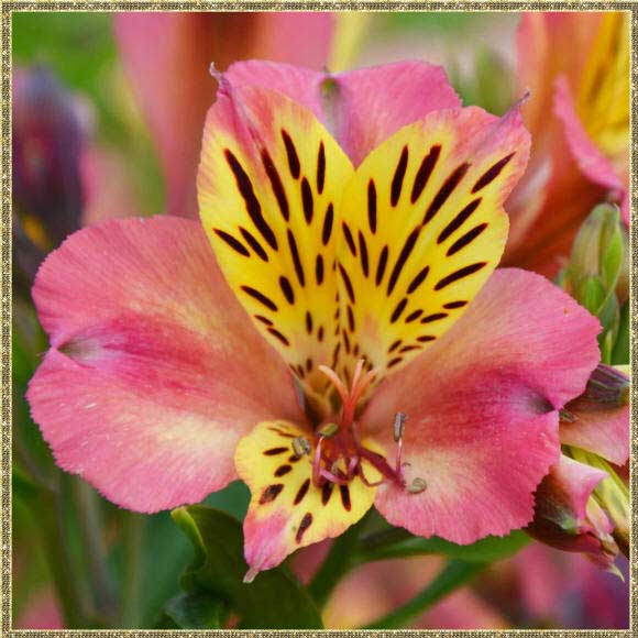 Красивое фото цветка альстремерии