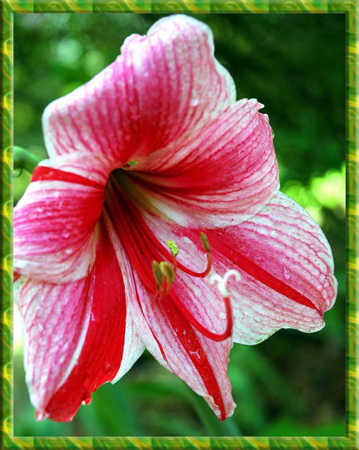 красивый цветок амариллиса