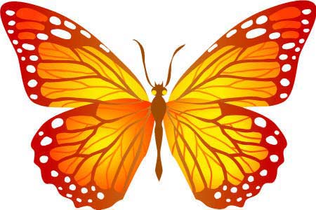 рисунок оранжевой бабочки