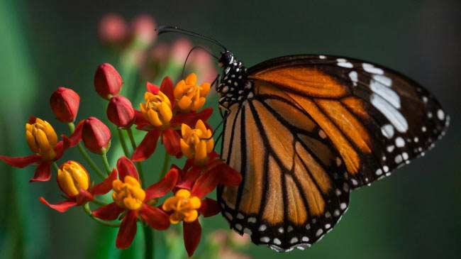 бабочка монарх