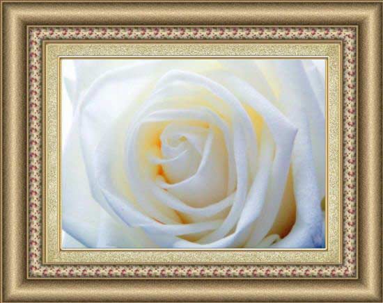 красивое фото белой розы