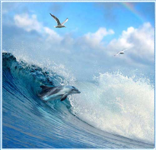 Дельфин выпрыгивает из волны