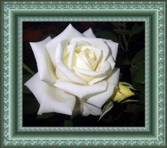 фото белой розы