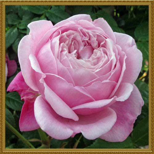 фото красивой розовой розы