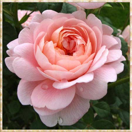 фото круглой большой розовой розы