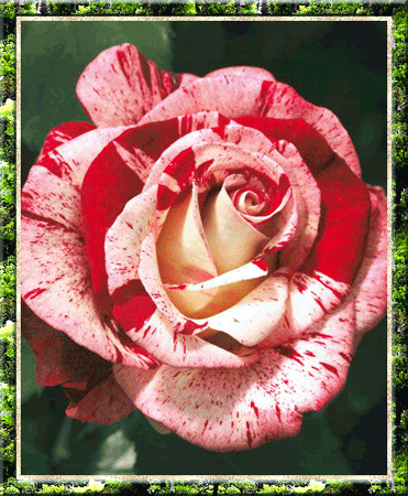 фото красно-белой розы