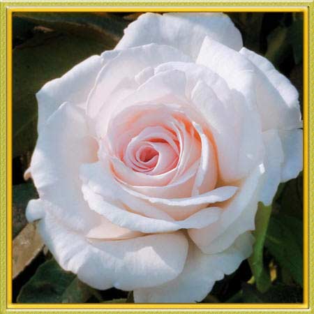 бело розовая роза