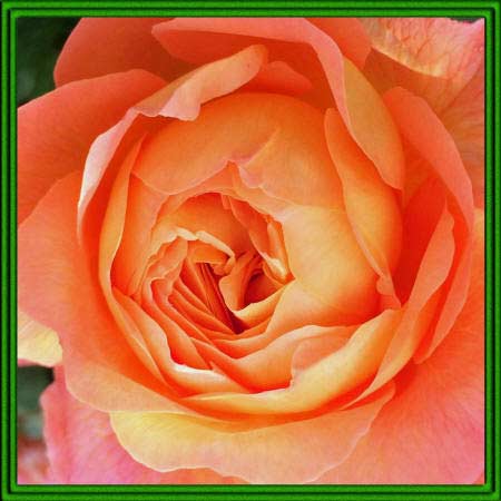 Фото кустарниковой розы
