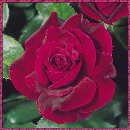 Фото малиновой темной розы