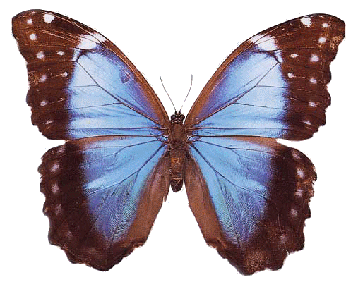 анимация синей бабочки