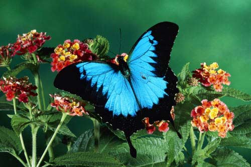 Голубая бабочка на цветах