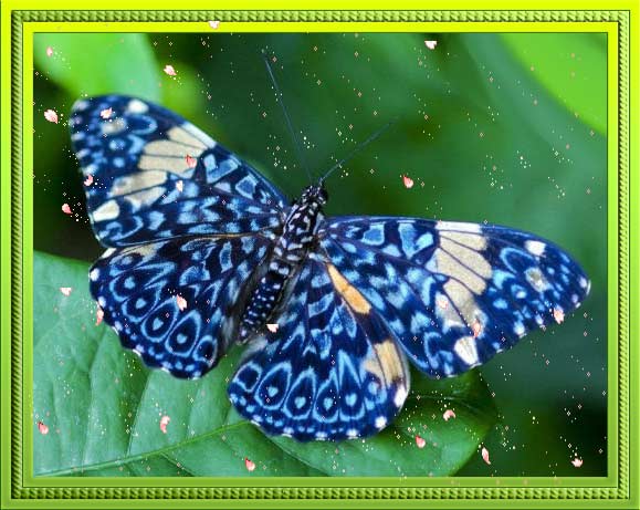 пестрая синяя бабочка