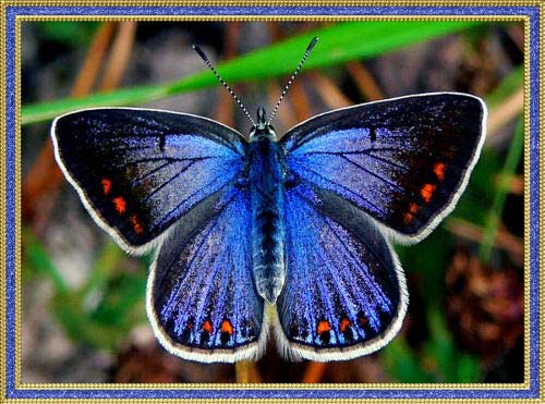 Картинка голубой бабочки