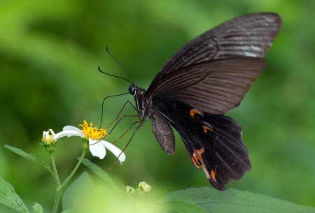 Красивая черная бабочка