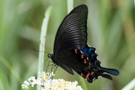 Бабочка Кавалер