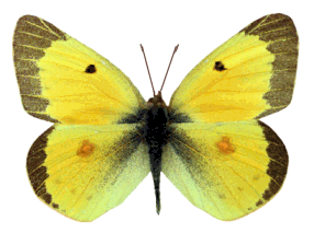бабочка машет крыльями