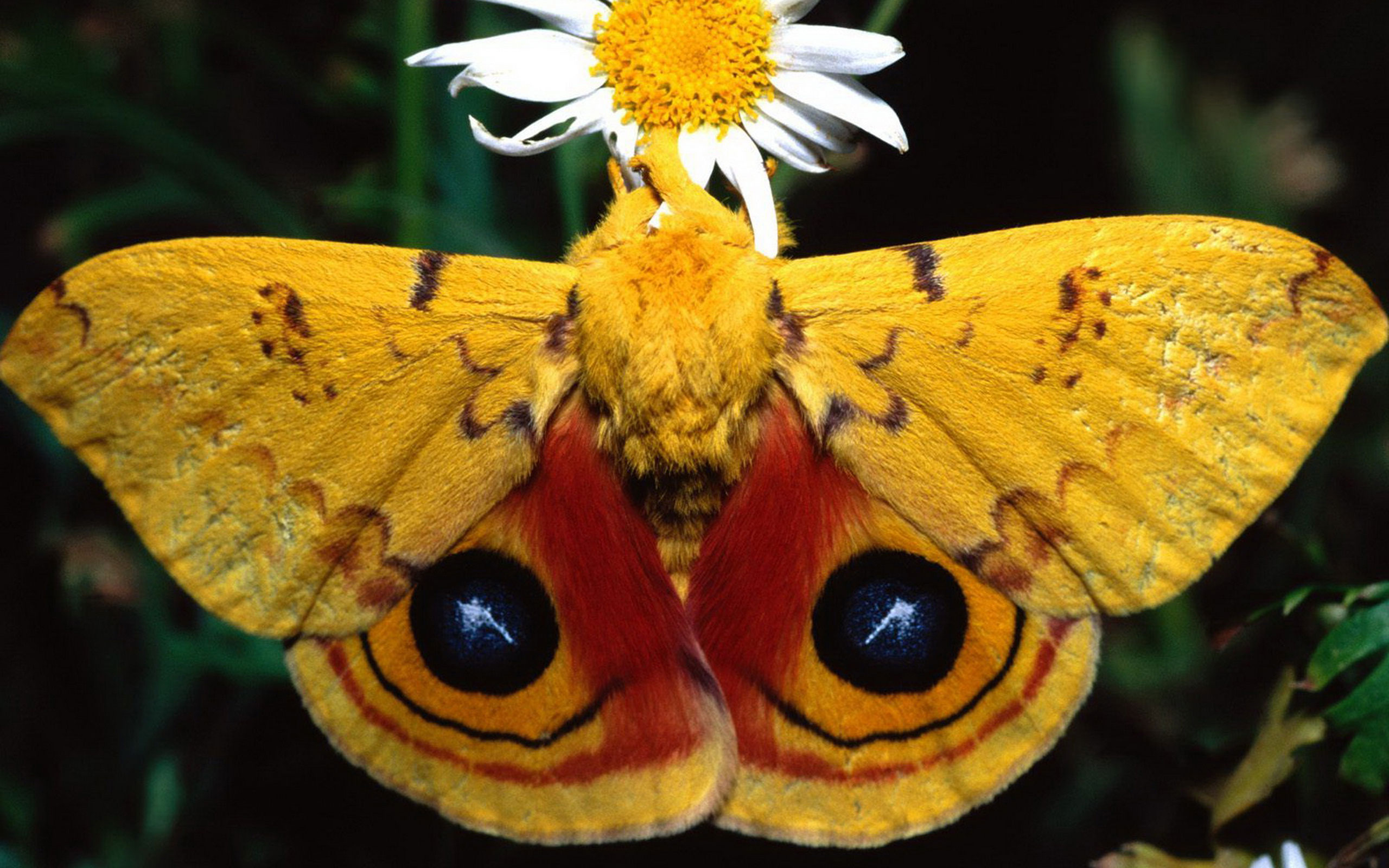 Мотылки. Бабочки. Насекомые бабочки. Жёлтая бабочка. Красивые бабочки.