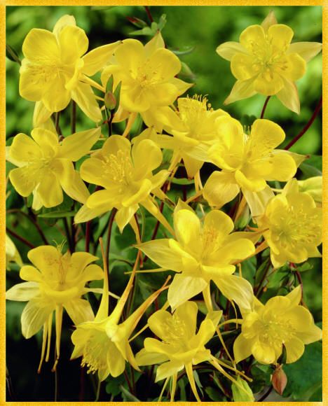 Желтые цветы на фото