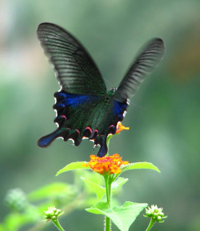 полет бабочки