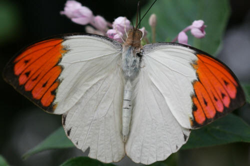 бабочка Аврора