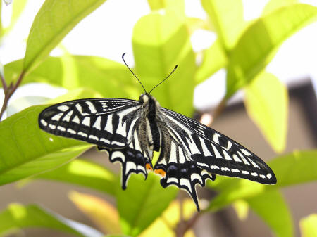 фото бабочки махаона