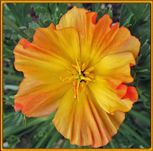 Эшшольция - красивое фото оранжевого цветка