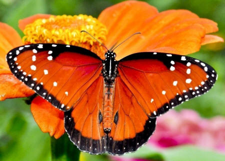 фото оранжевой бабочки