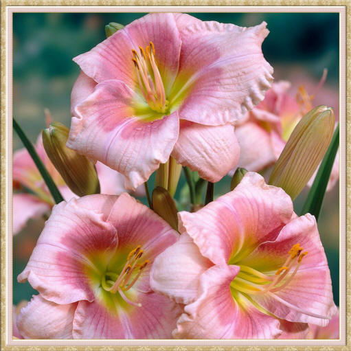 фото розовых цветов лилейника