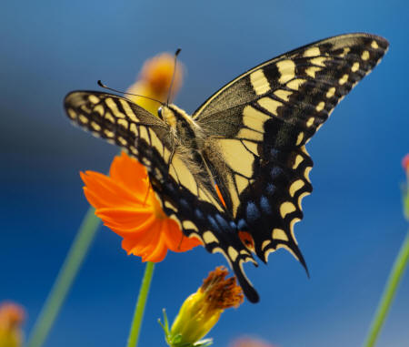 красивое фото бабочки Махаон на цветке