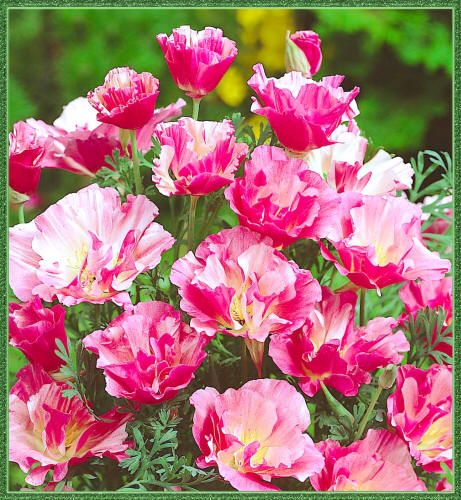 фото розовых цветов - Мак калифорнийский