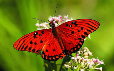 фото красной бабочки