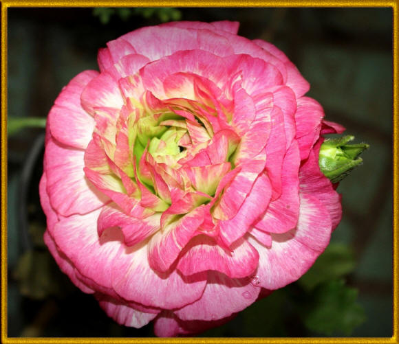 Розово-зеленый цветок