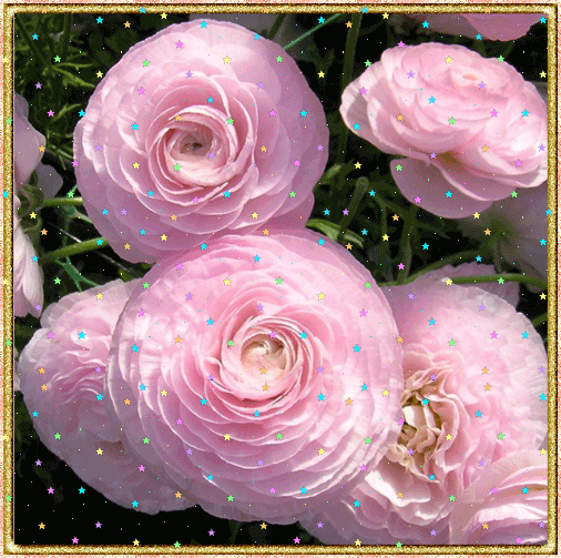 розовые лютики