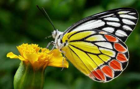 Разноцветная бабочка на цветке