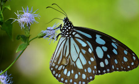 черная бабочка с голубыми пятнами
