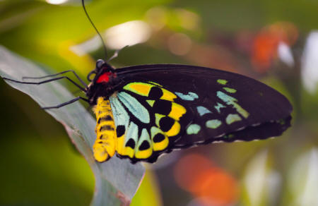 трехцветная бабочка