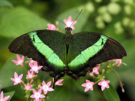 зеленая бабочка парусник