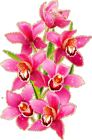 Блестящие орхидеи