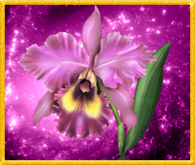 фиолетовая орхидея