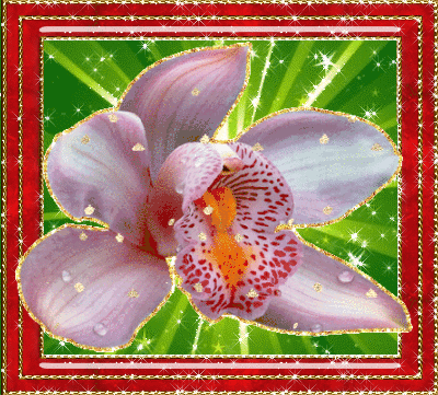 цветок розовой орхидеи