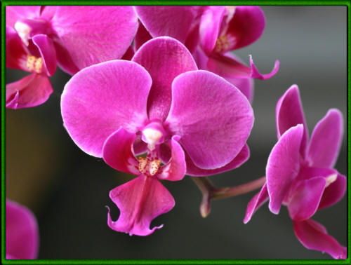 фото орхидей