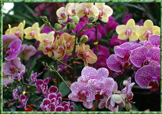 орхидеи разных цветов